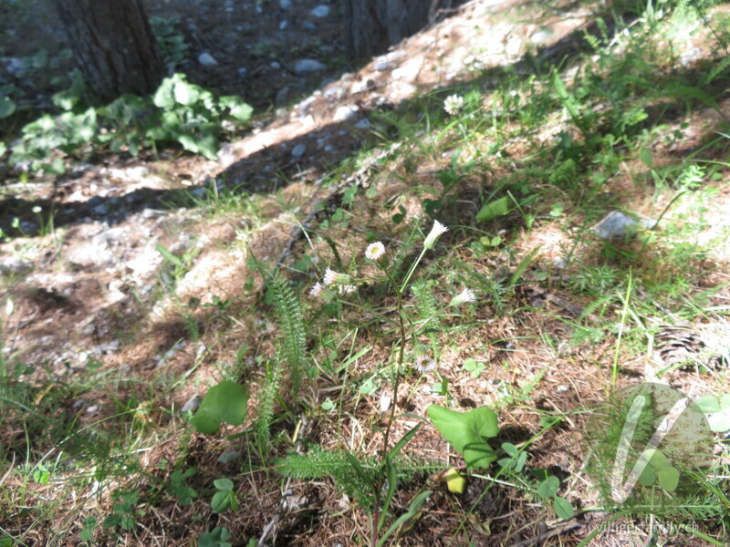 Kantiges Scharfes Berufkraut: Blüten, Gesamtbild