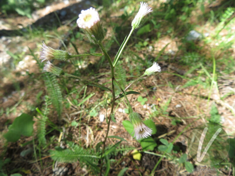 Kantiges Scharfes Berufkraut: Blüten