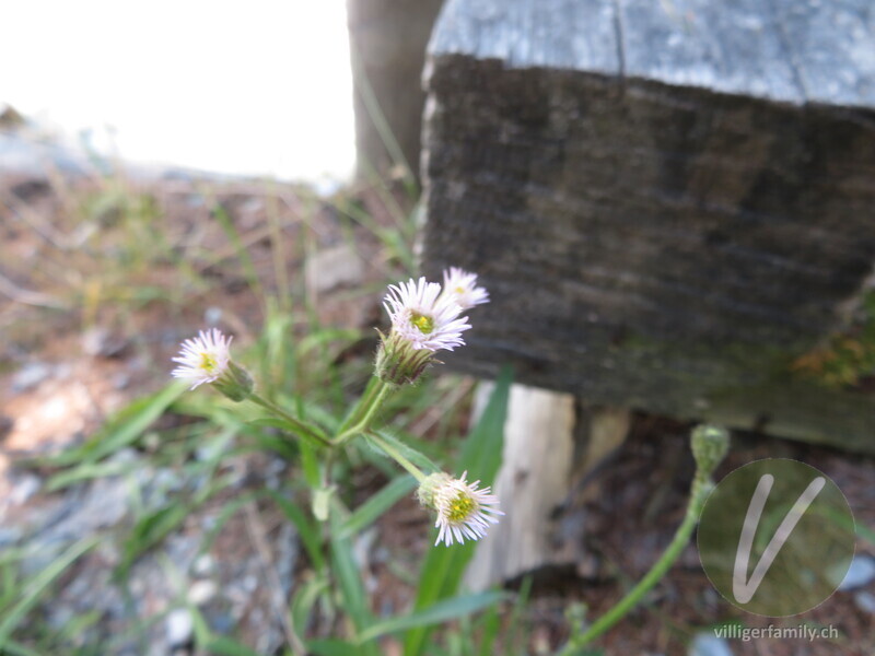 Kantiges Scharfes Berufkraut: Blüten