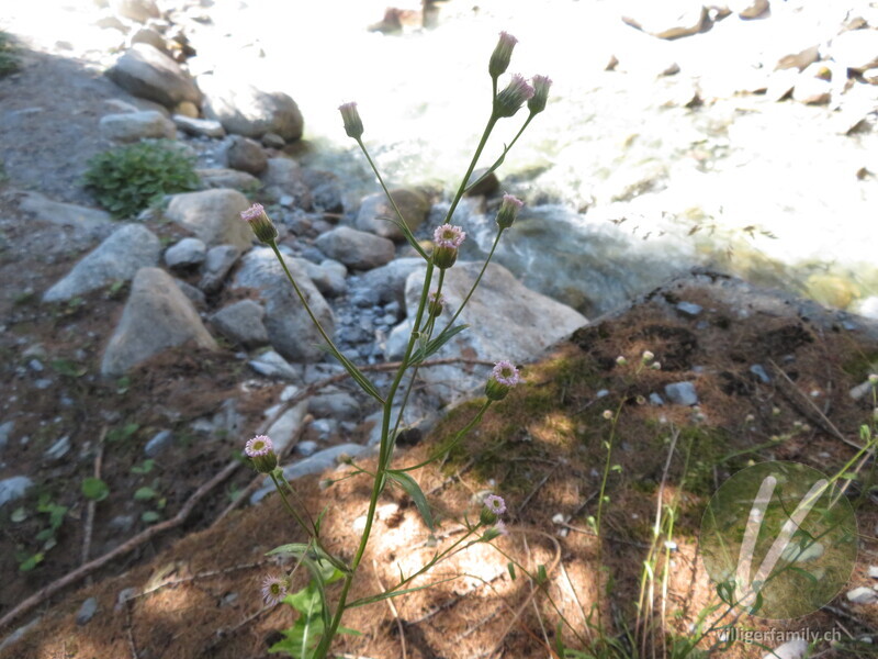 Kantiges Scharfes Berufkraut: Blüten, Gesamtbild