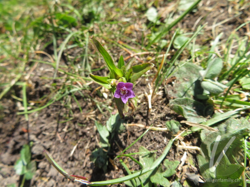 Engadiner Enzian: Blüten