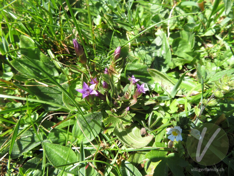 Engadiner Enzian: Blüten, Gesamtbild