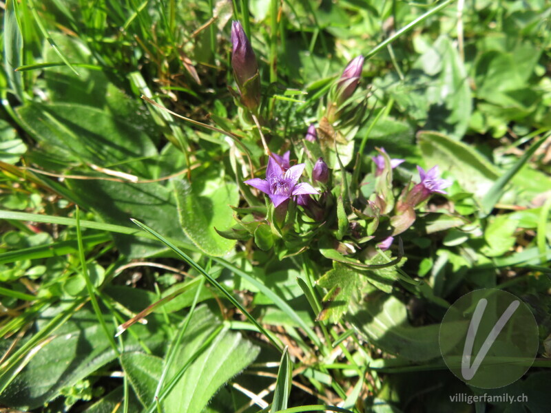 Engadiner Enzian: Blüten