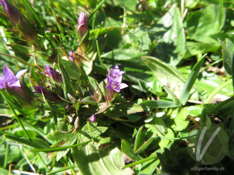 Engadiner Enzian: Blüten