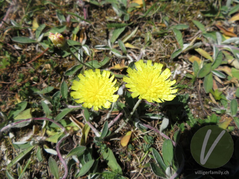 Langhaariges Habichtskraut: Blüten