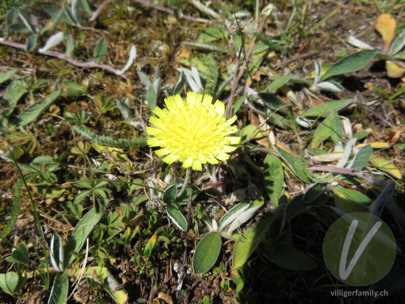 Langhaariges Habichtskraut: Blüten