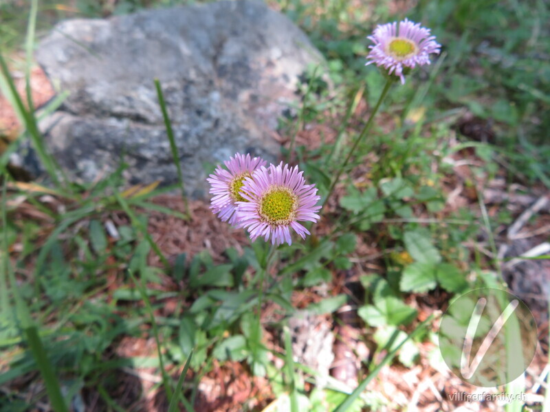 Verkanntes Berufkraut: Blüten