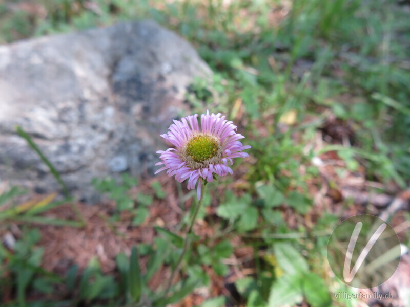 Verkanntes Berufkraut: Blüten