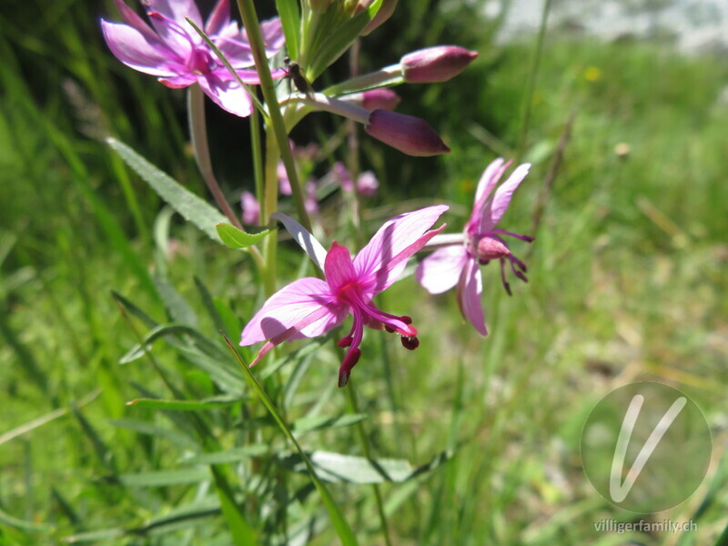 Rosmarin-Weidenröschen: Blüten