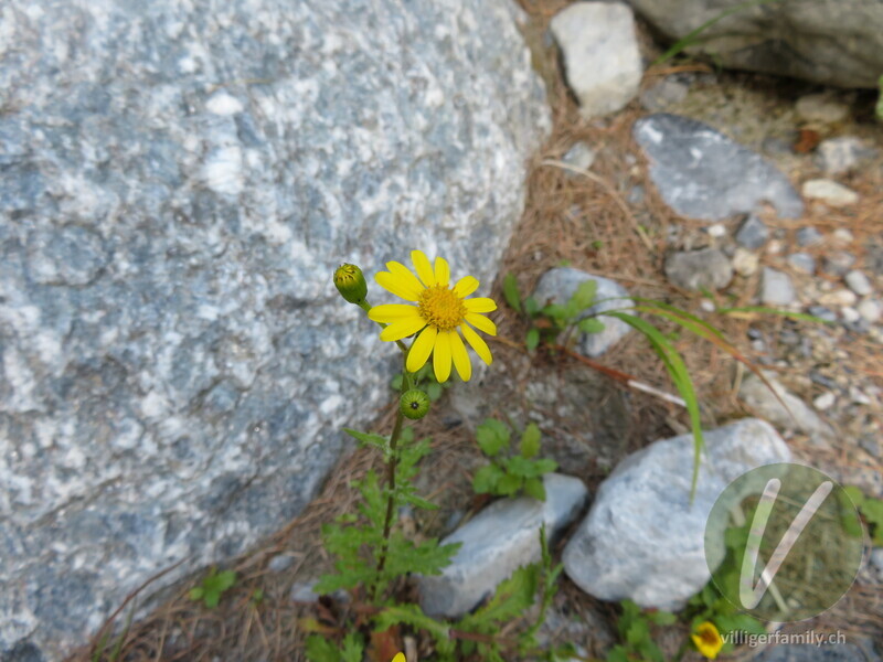 Felsen-Greiskraut: Blüten