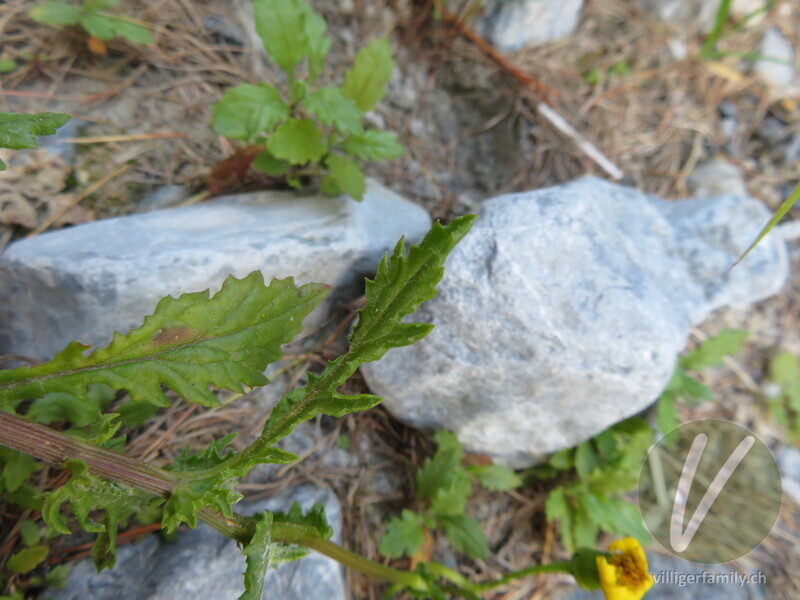 Felsen-Greiskraut: Blätter