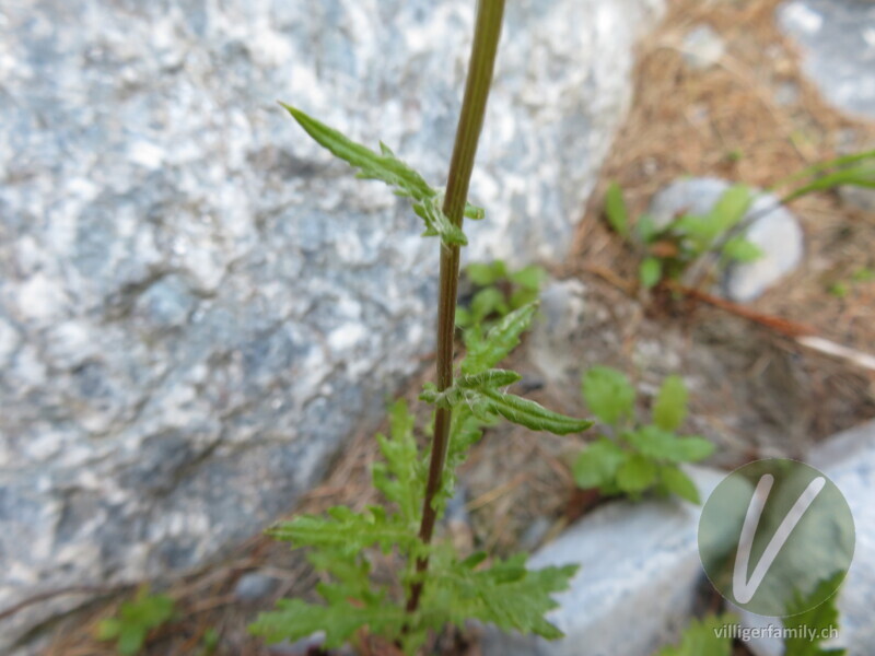 Felsen-Greiskraut: Blätter, Stengel