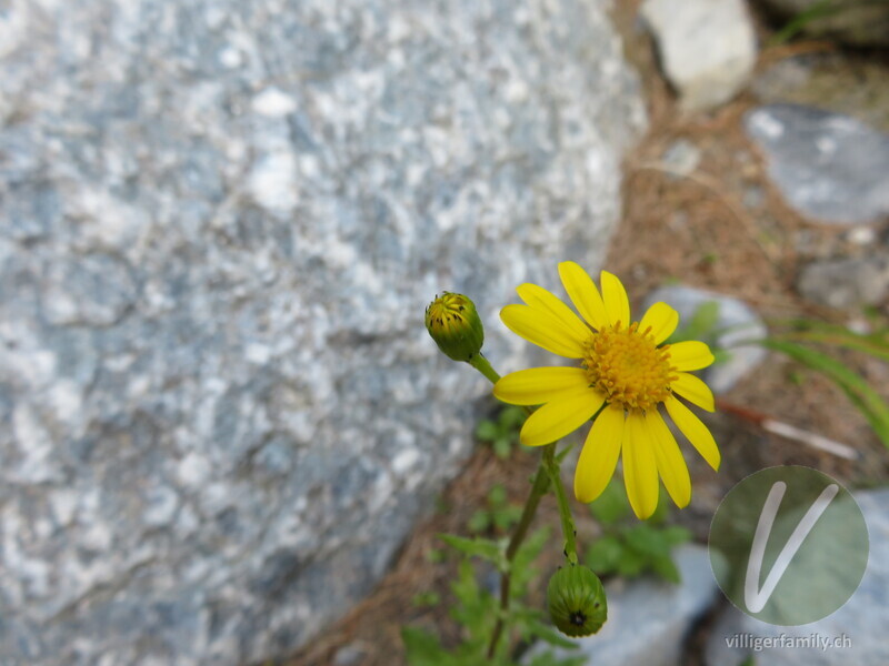 Felsen-Greiskraut: Blüten