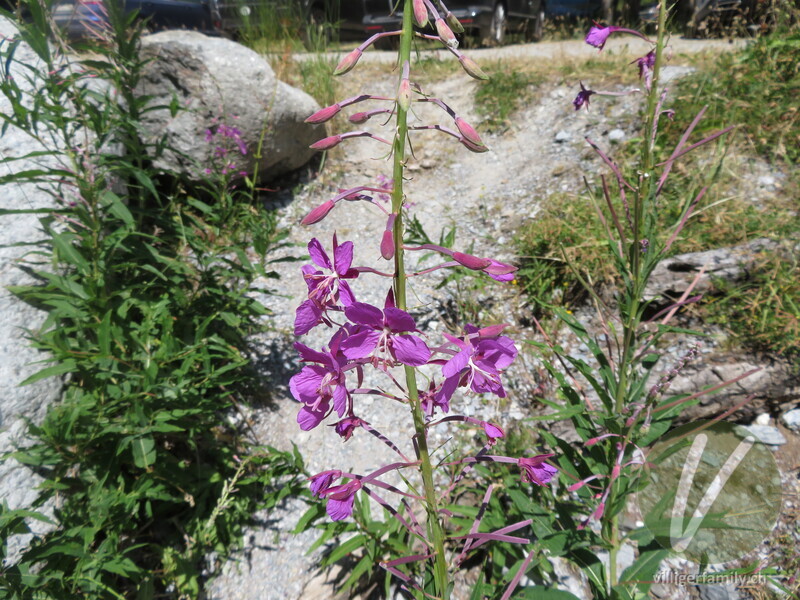 Wald-Weidenröschen: Blüten