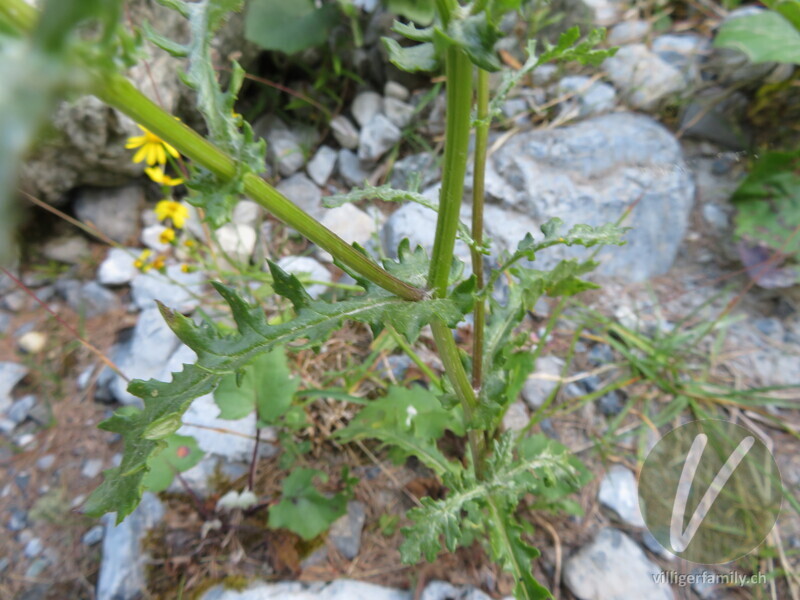 Felsen-Greiskraut: Blätter, Stengel