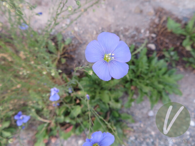 Österreicher Lein: Blüten