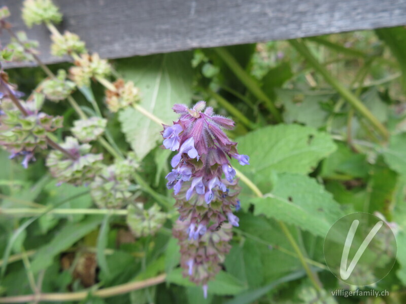 Quirlige Salbei: Blüten