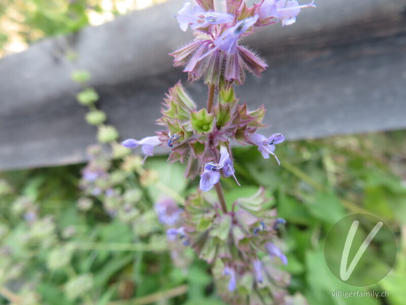 Quirlige Salbei: Blüten