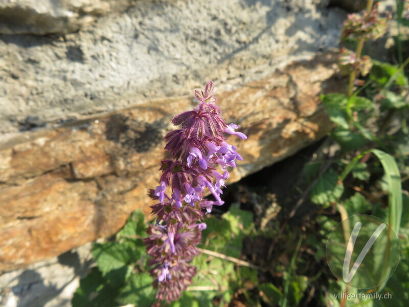 Quirlige Salbei: Blüten