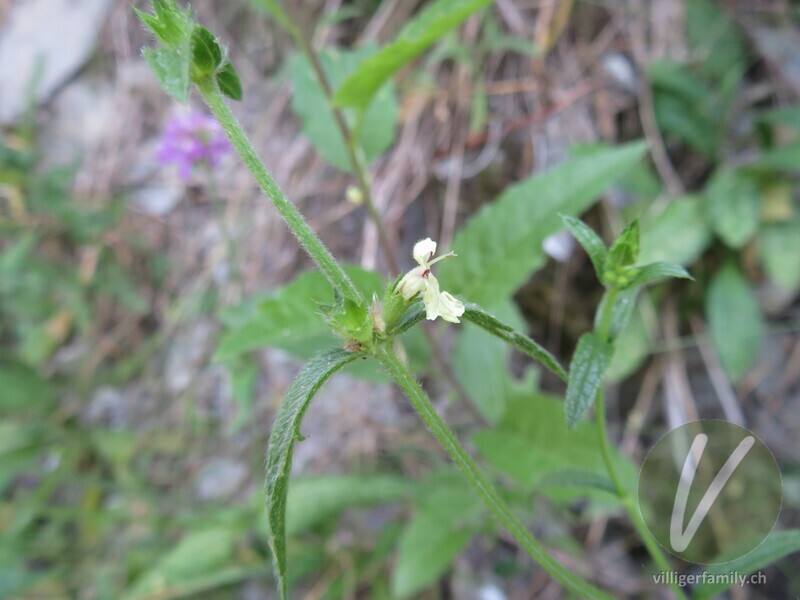 Gewöhnlicher Aufrechter Ziest: Blüten