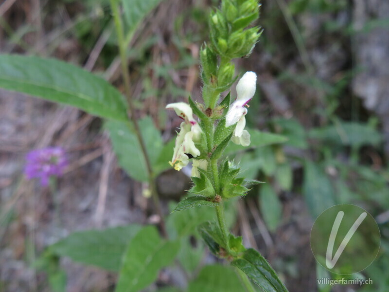 Gewöhnlicher Aufrechter Ziest: Blüten