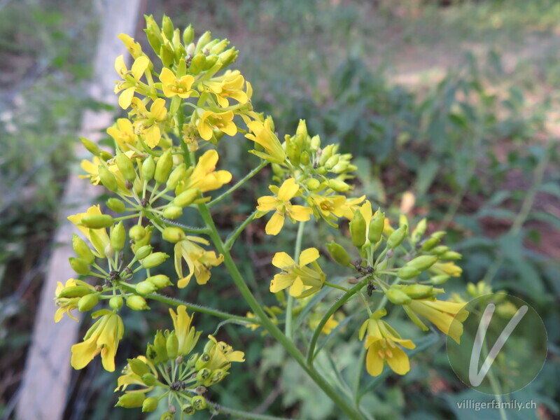 Steife Rauke: Blüten