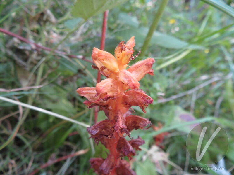 Sesel-Würger: Blüten