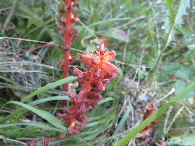 Sesel-Würger: Blüten