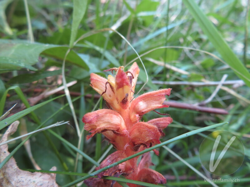 Sesel-Würger: Blüten