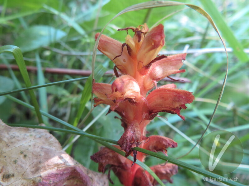 Sesel-Würger: Blüten