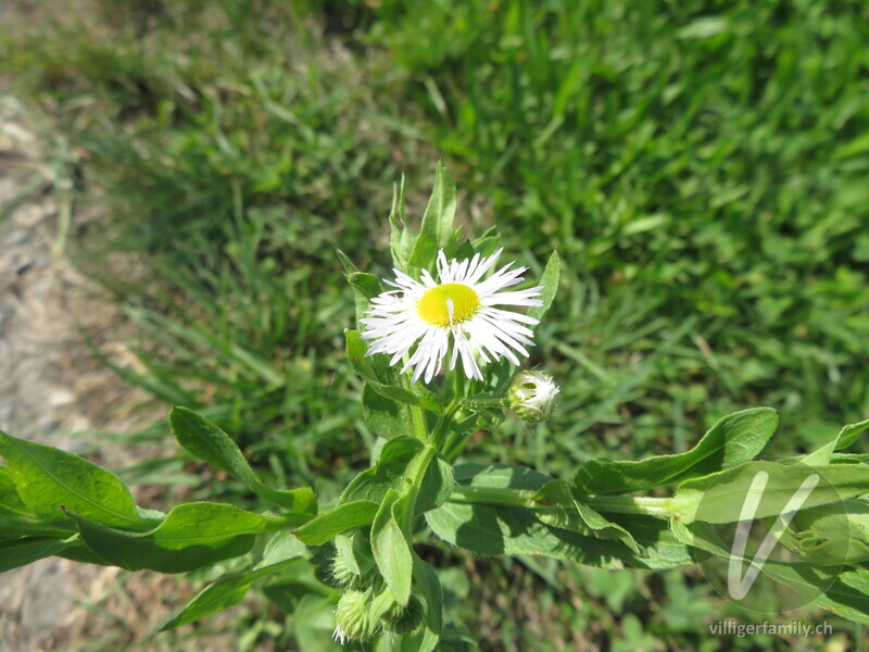 Gewöhnliches Einjähriges Berufkraut: Blüten