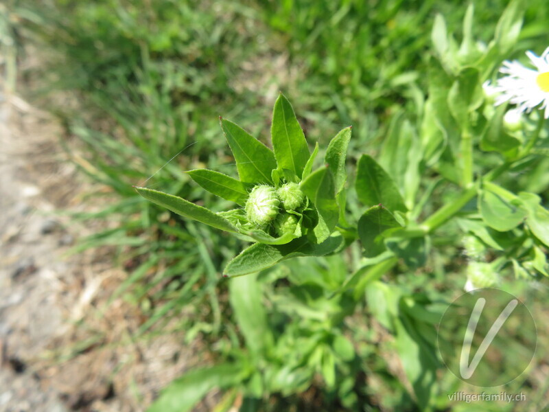 Gewöhnliches Einjähriges Berufkraut: Blüten