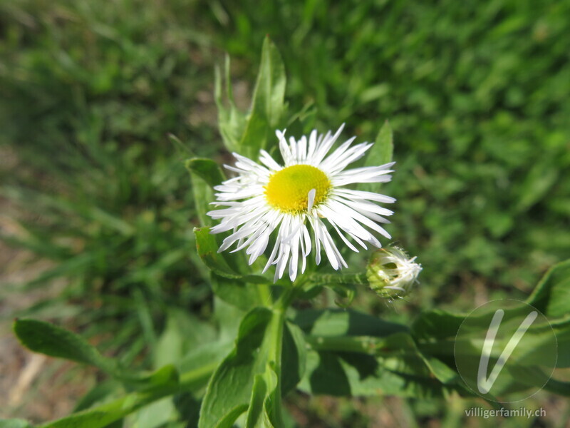 Gewöhnliches Einjähriges Berufkraut: Blüten