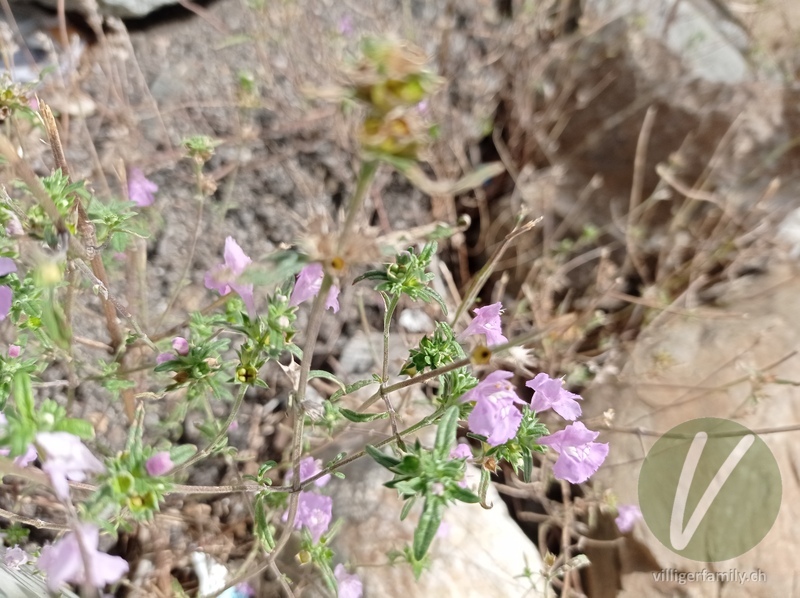 Schmalblättriger Hohlzahn: Blüten