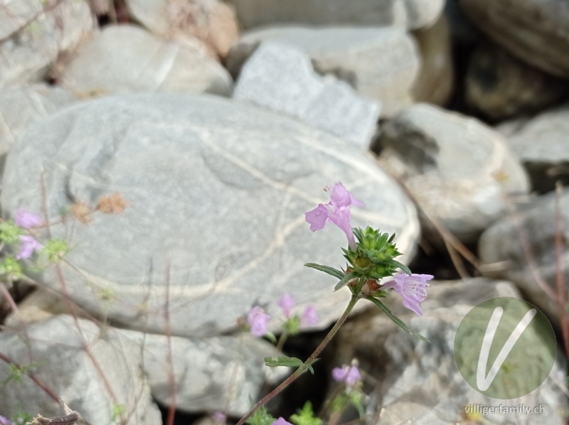 Schmalblättriger Hohlzahn: Blüten