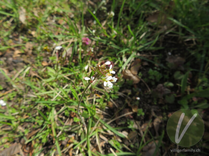 Schotenkresse: Blüten