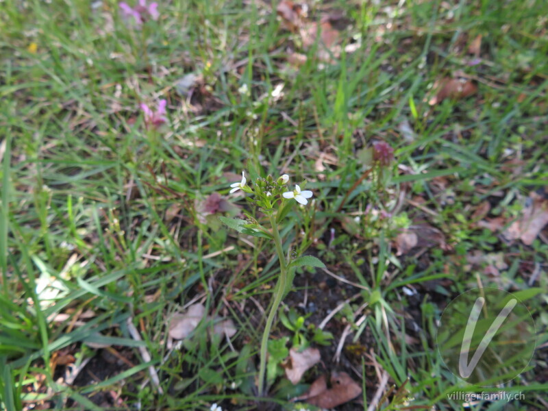 Schotenkresse: Blüten