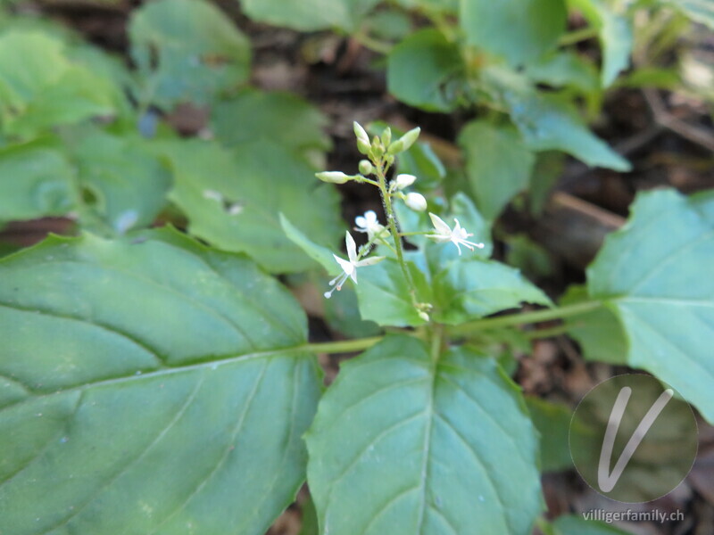 Mittleres Hexenkraut: Blüten