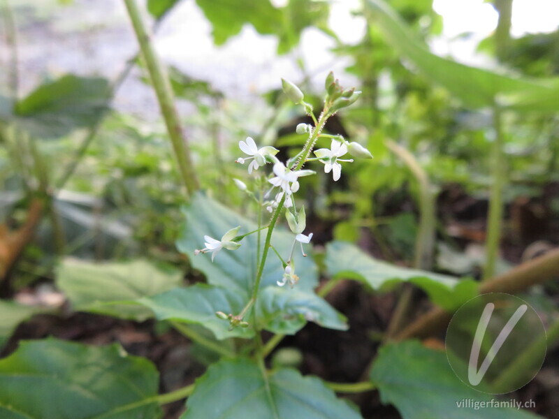 Mittleres Hexenkraut: Blüten