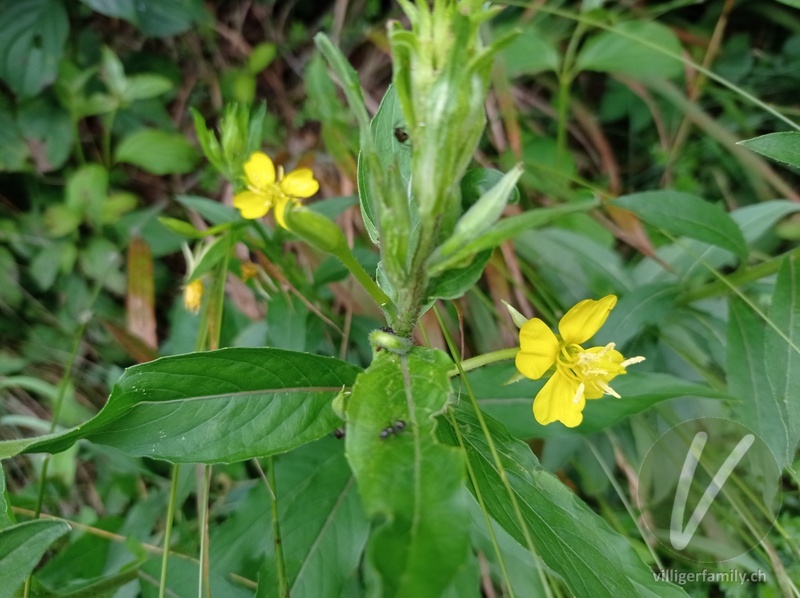 Kleinblütige Nachtkerze: Blüten, Blätter