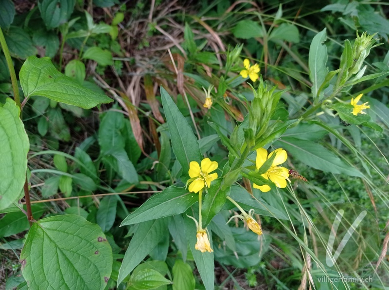 Kleinblütige Nachtkerze: Blüten, Gesamtbild