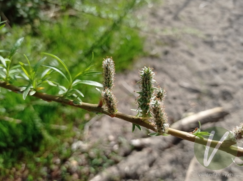 Korb-Weide: Blüten