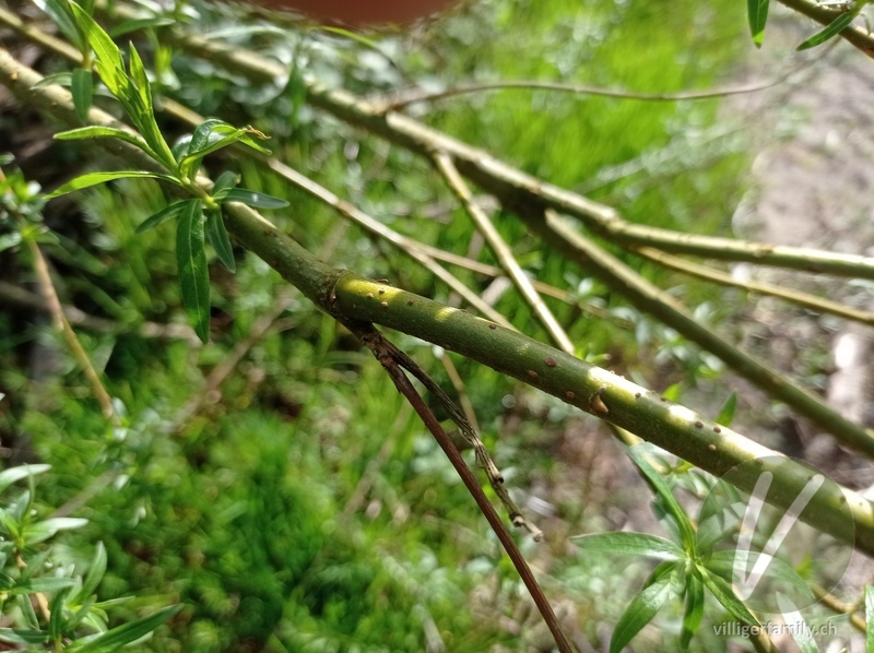 Korb-Weide: Stengel