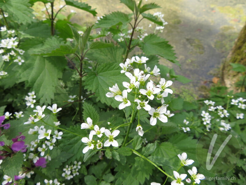 Bitteres Schaumkraut: Gesamtbild, Blüten