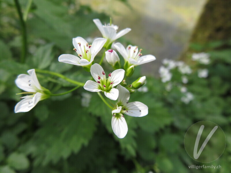 Bitteres Schaumkraut: Blüten