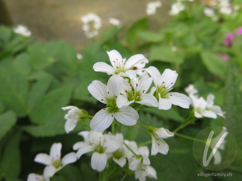 Bitteres Schaumkraut: Blüten