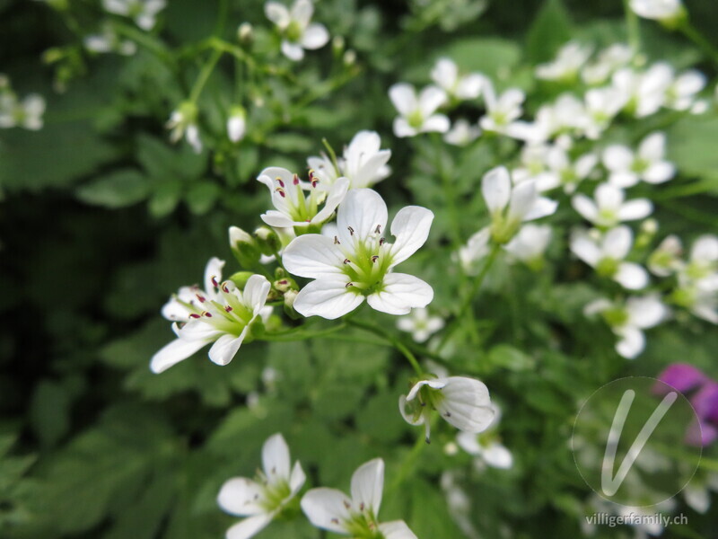 Bitteres Schaumkraut: Blüten