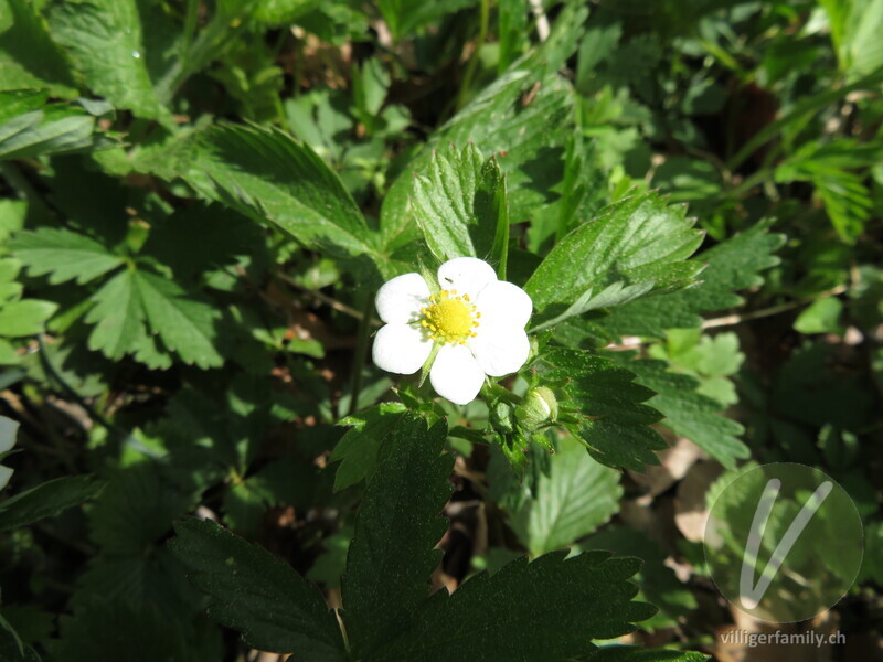 Wald-Erdbeere: Blüten