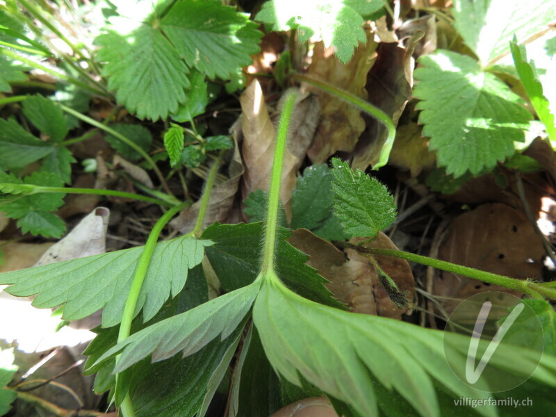 Wald-Erdbeere: Stengel, Blätter