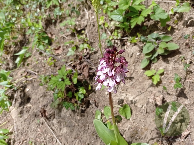 Purpur-Knabenkraut: Blüten